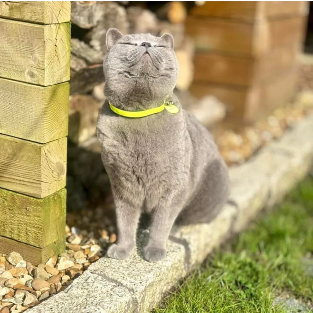 Felix mit gelbem petTracer Halsband
