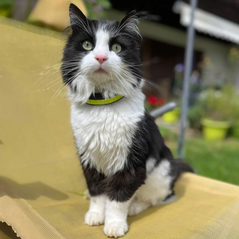 Schwarz-weisse Katze mit PetTracer Halsband