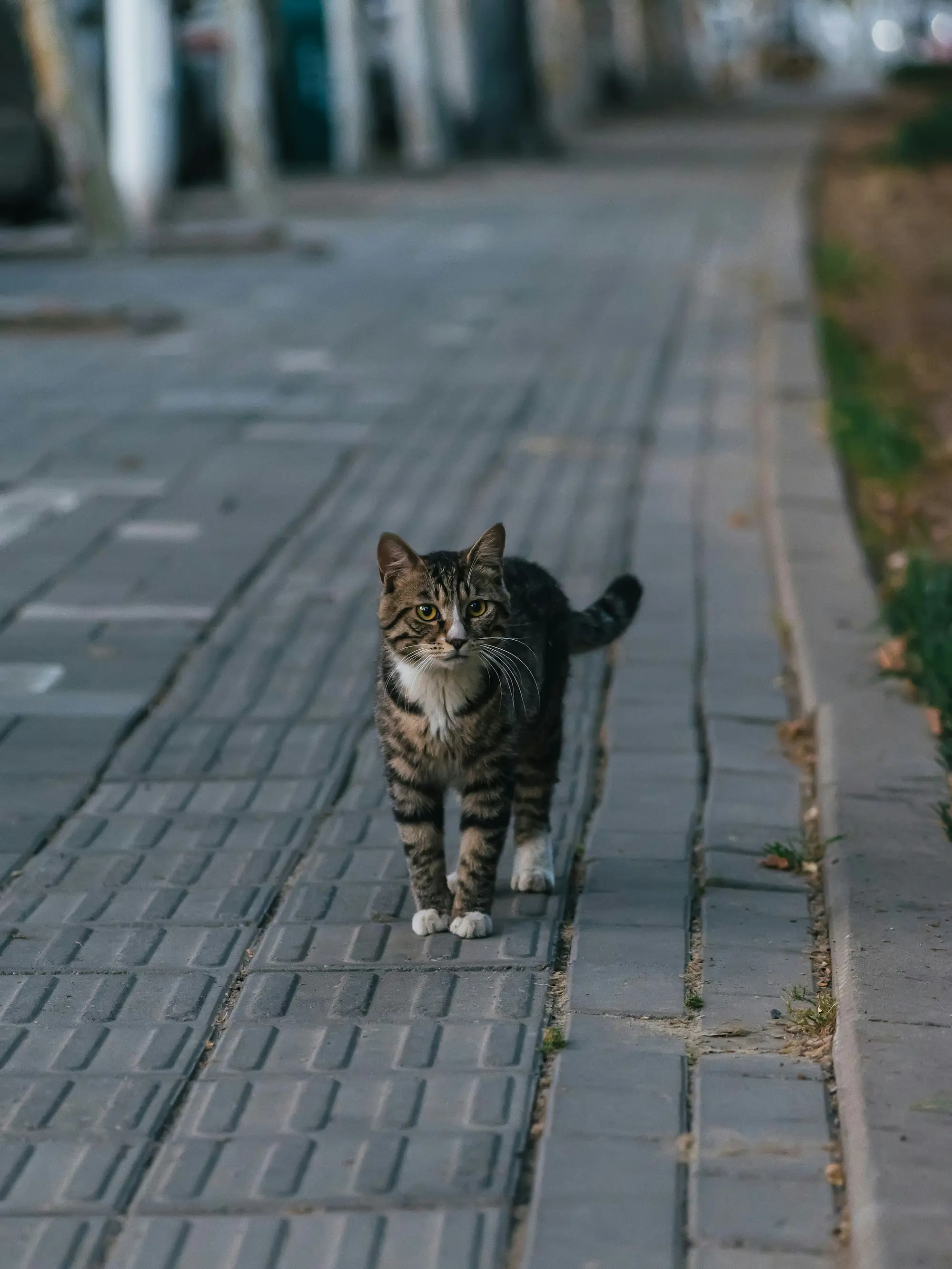 Getigerte Freigänger-Katze läuft in der Dämmerung einen Gehweg entlang