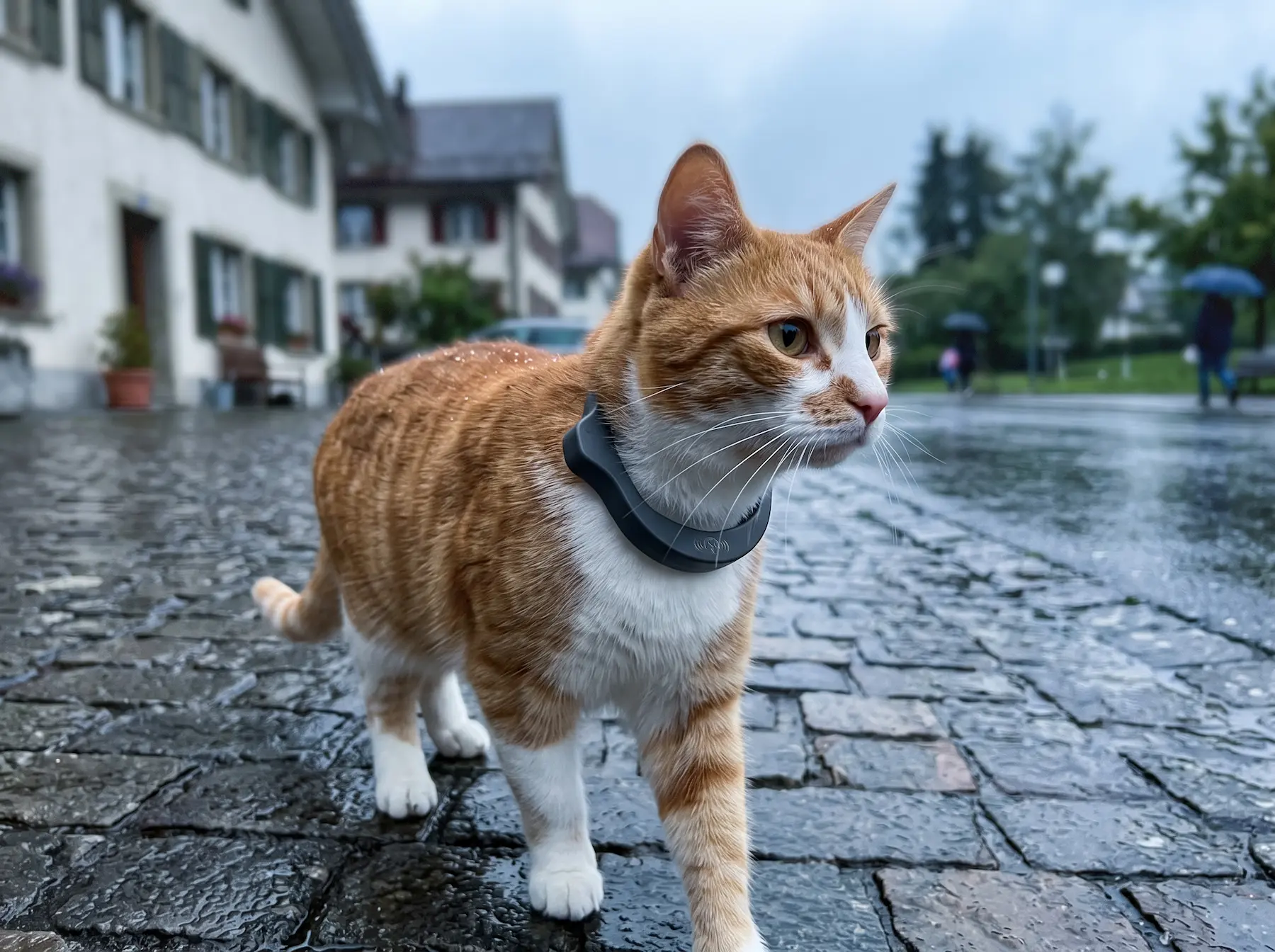 Wetterfestes petTracer Halsband im Regen