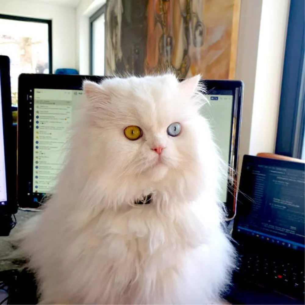 Weisse Perserkatze zuhause