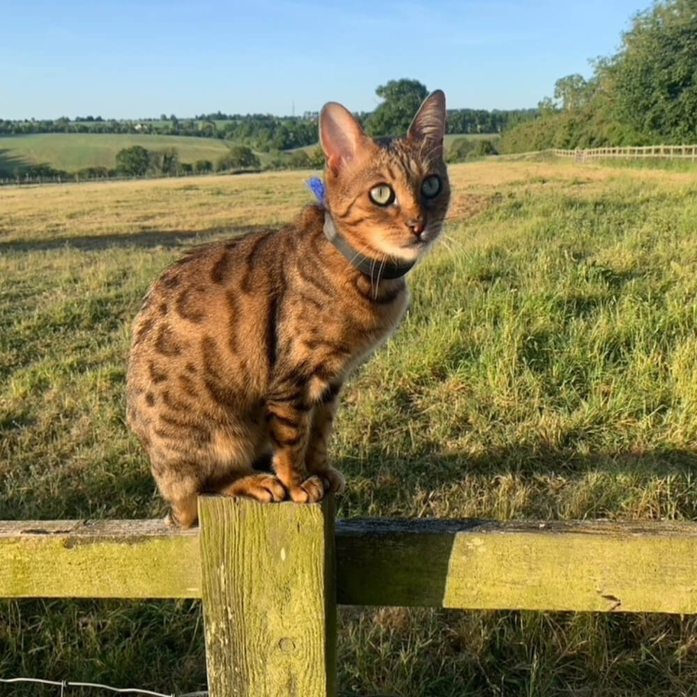Bengalkatze auf Zaunpfahl in Feldlandschaft