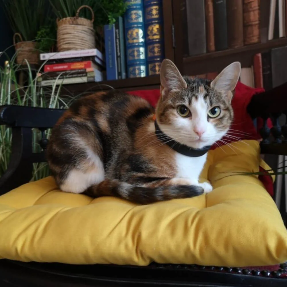 Luna auf gelbem Kissen mit petTracer Halsband