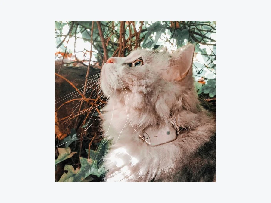 Katze mit Girafus Pro-Track-tor Funksender