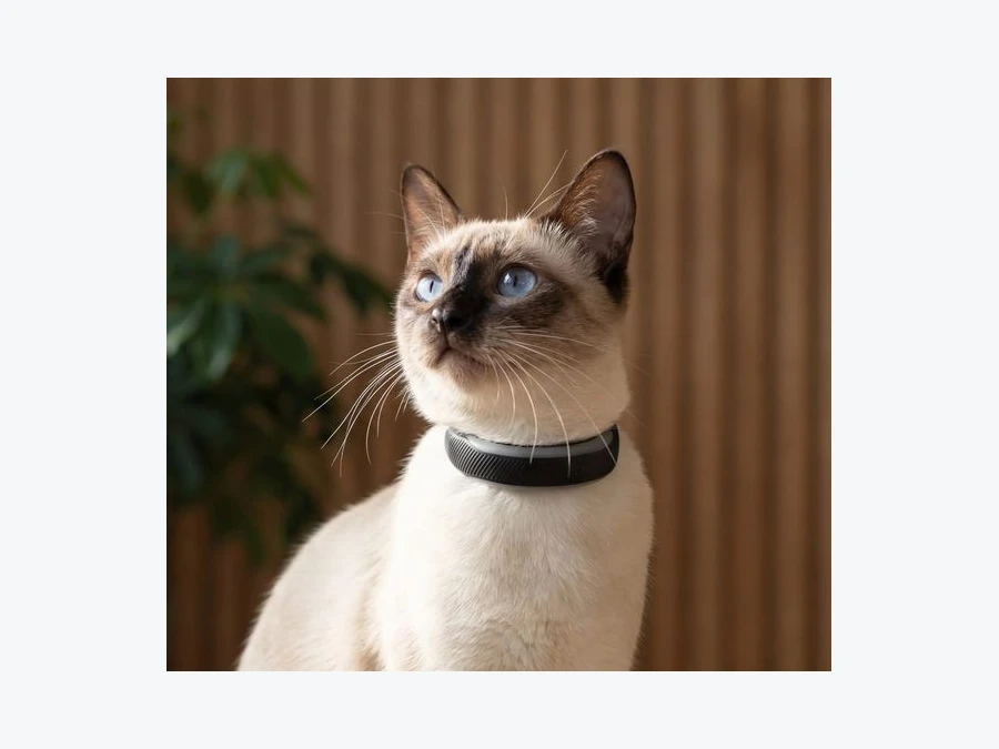 Katze mit Tractive CAT 6 Mini Halsband