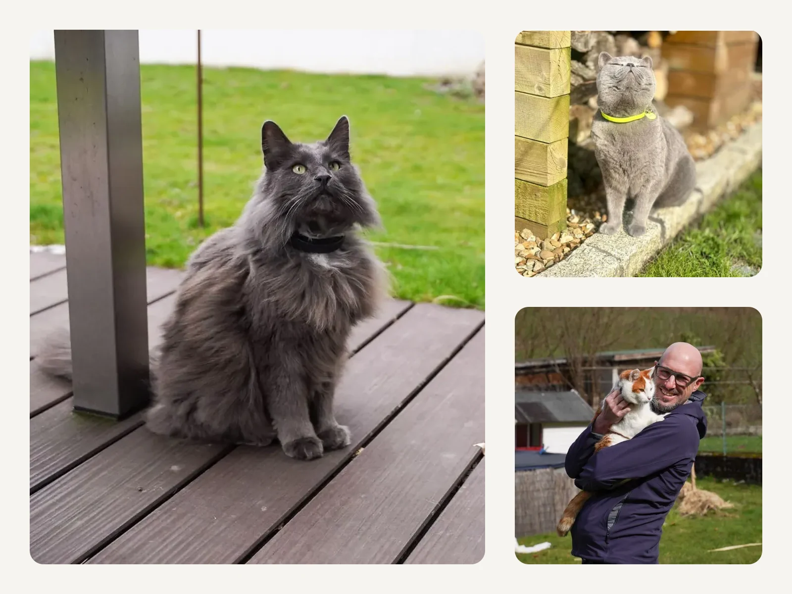 Echte Freigänger-Katzen mit petTracer Halsband und ein Katzenbesitzer nach dem Wiederfinden