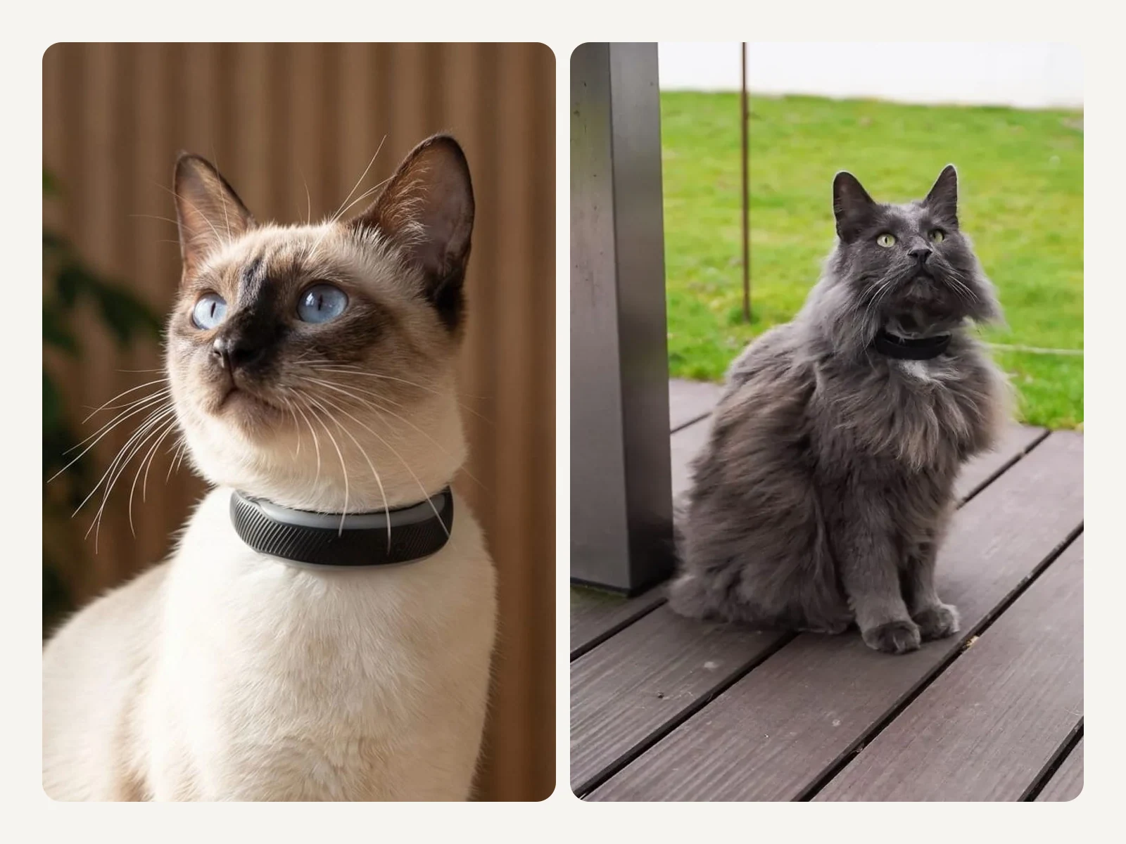 Offizielles Tractive Produktfoto neben echter Katze mit petTracer Halsband